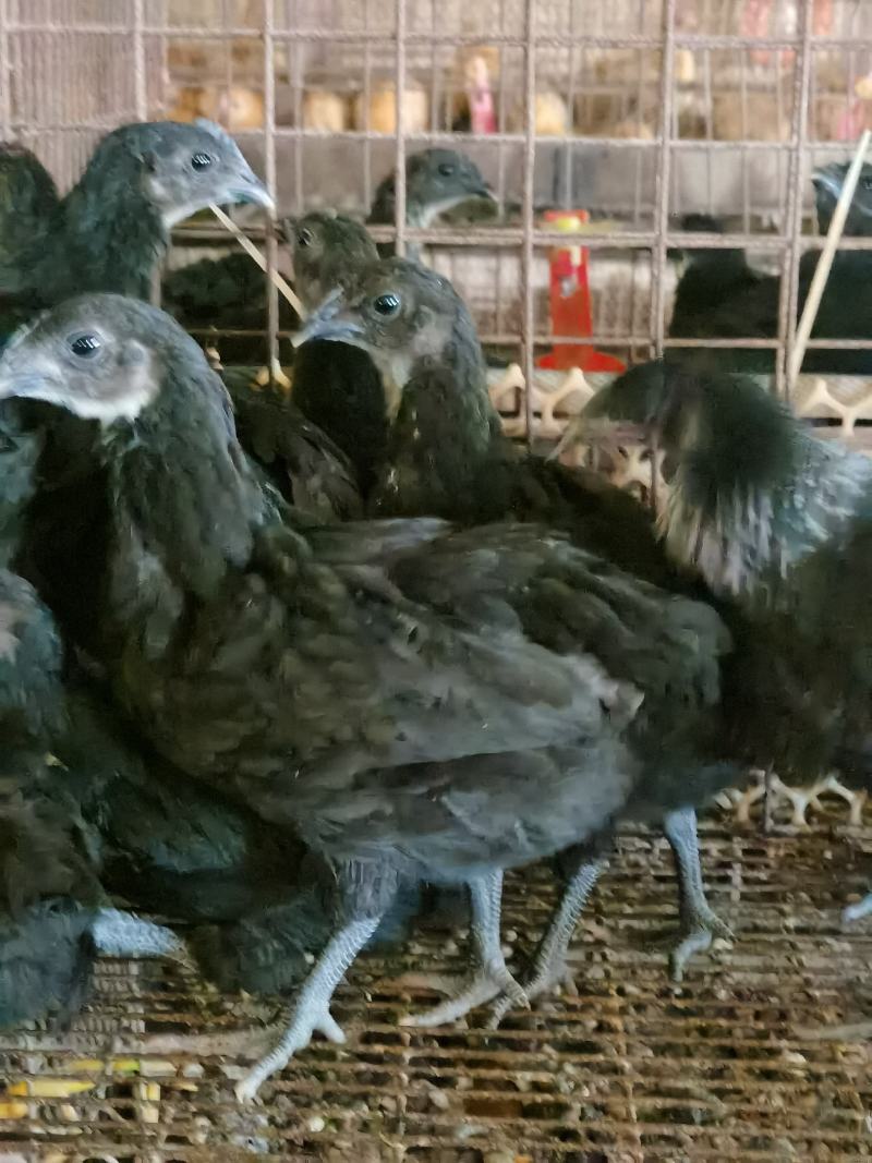 河北柴鸡苗各日龄的脱温鸡疫苗齐全回收成年鸡老鸡