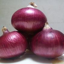 精品紫红洋葱