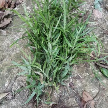 生态药材野生鸡脚草凤尾草