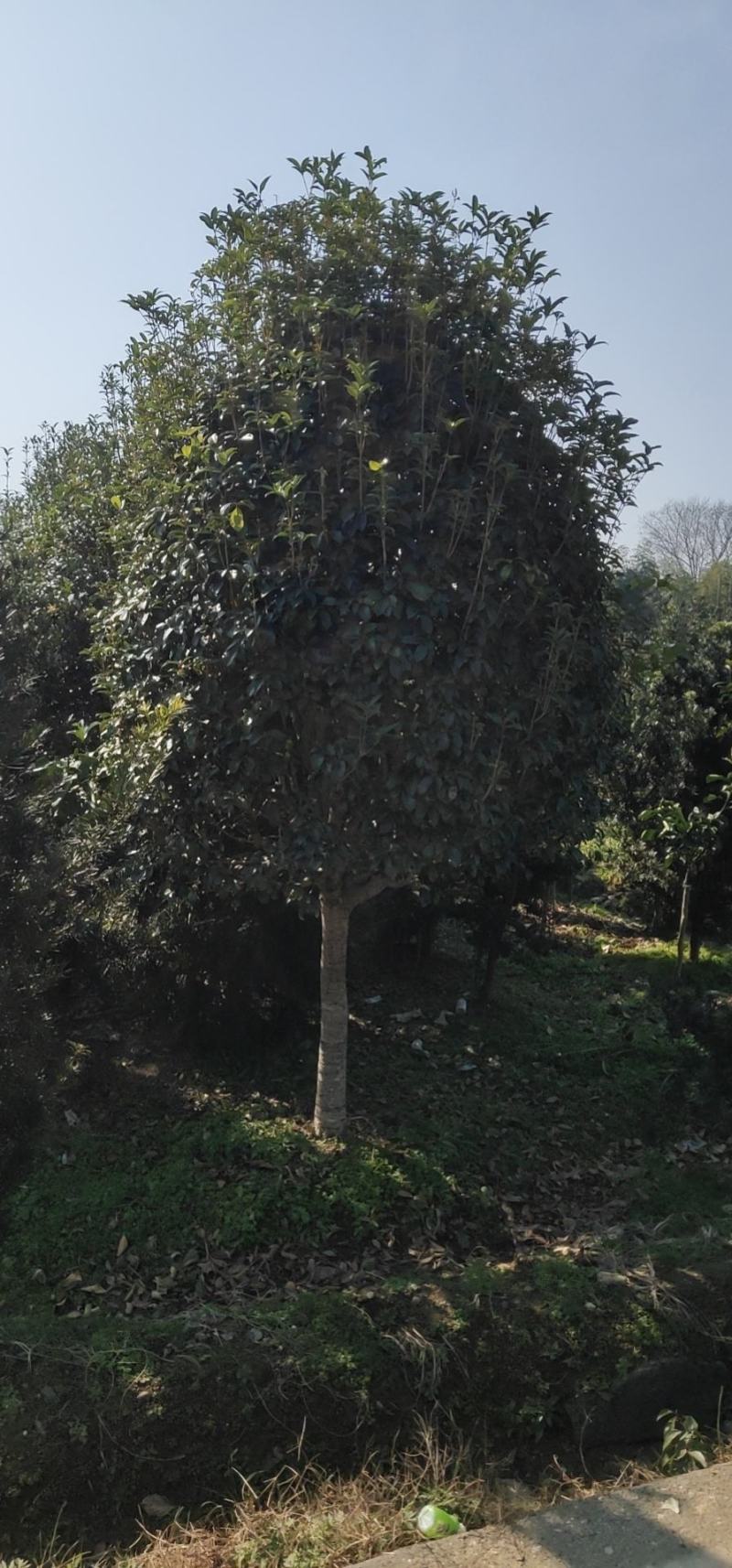 8到12公分移植修剪桂花红叶石楠树