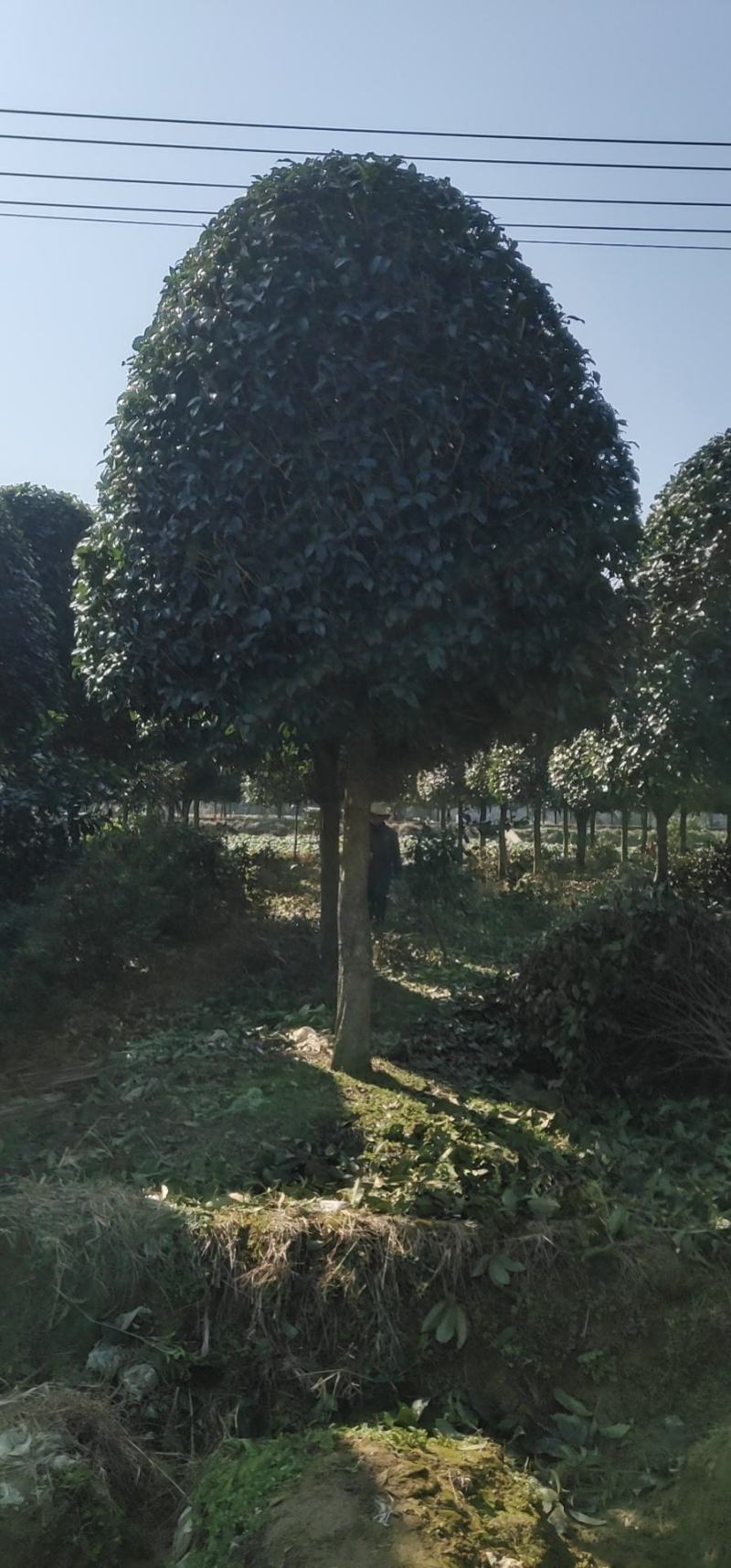 8到12公分移植修剪桂花红叶石楠树