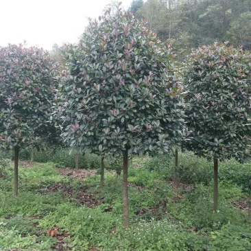 8到12公分移植修剪桂花红叶石楠树