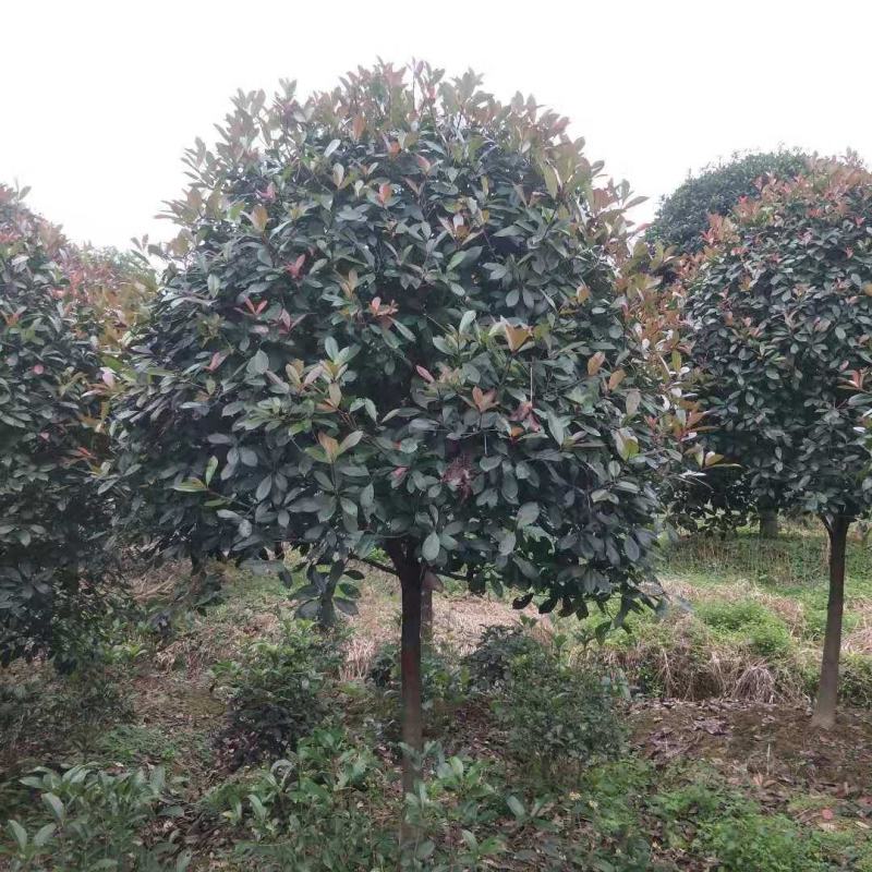 8到12公分移植修剪桂花红叶石楠树