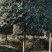 8到12公分移植修剪桂花红叶石楠树