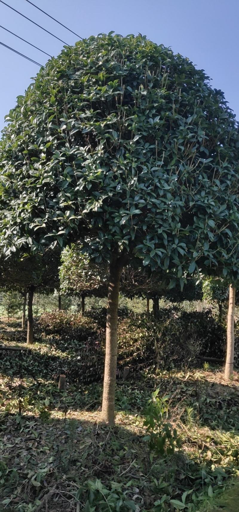 8到12公分移植修剪桂花红叶石楠树