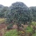8到12公分移植修剪桂花红叶石楠树