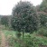 8到12公分移植修剪桂花红叶石楠树
