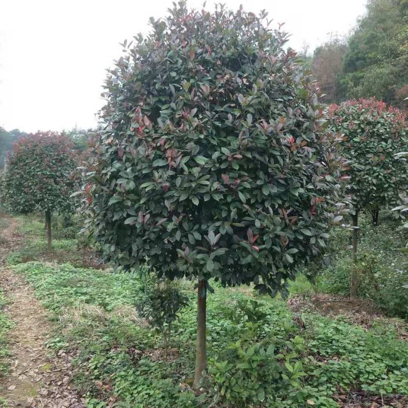 8到12公分移植修剪桂花红叶石楠树