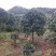 8到12公分移植修剪桂花红叶石楠树