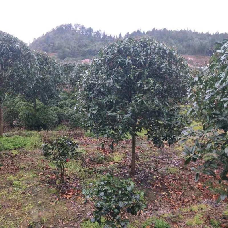8到12公分移植修剪桂花红叶石楠树