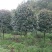 8到12公分移植修剪桂花红叶石楠树
