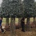 8到12公分移植修剪桂花红叶石楠树