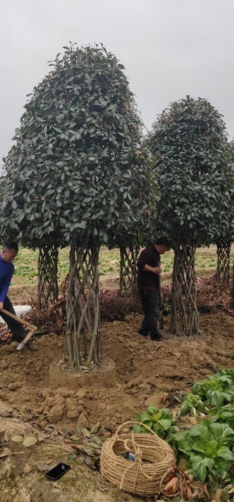 8到12公分移植修剪桂花红叶石楠树