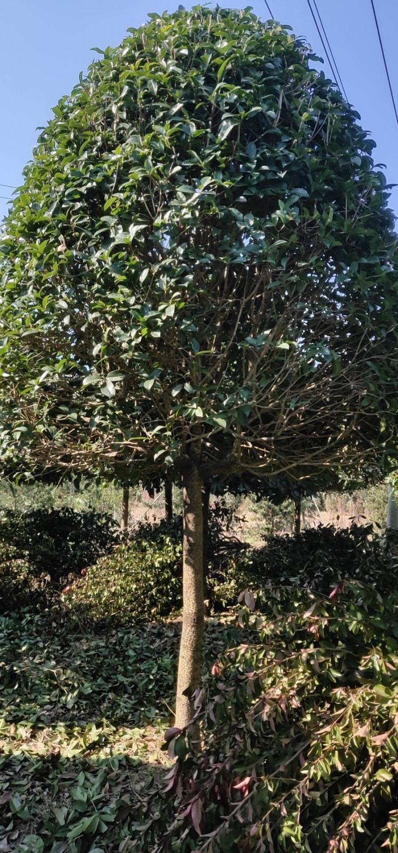 8到12公分移植修剪桂花红叶石楠树