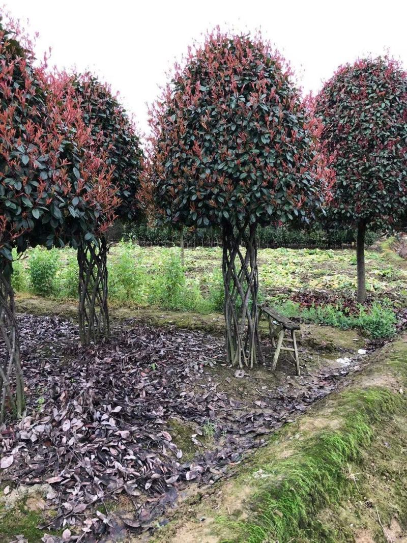 8到12公分移植修剪桂花红叶石楠树