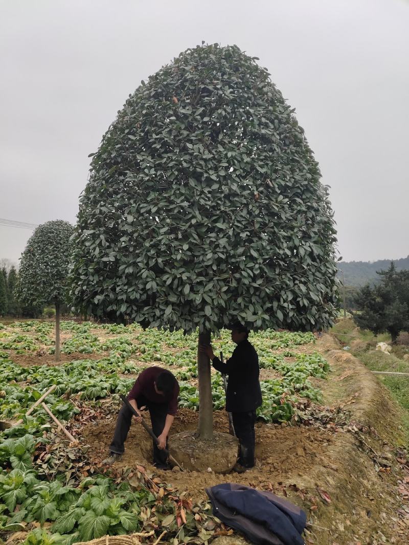 8到12公分移植修剪桂花红叶石楠树
