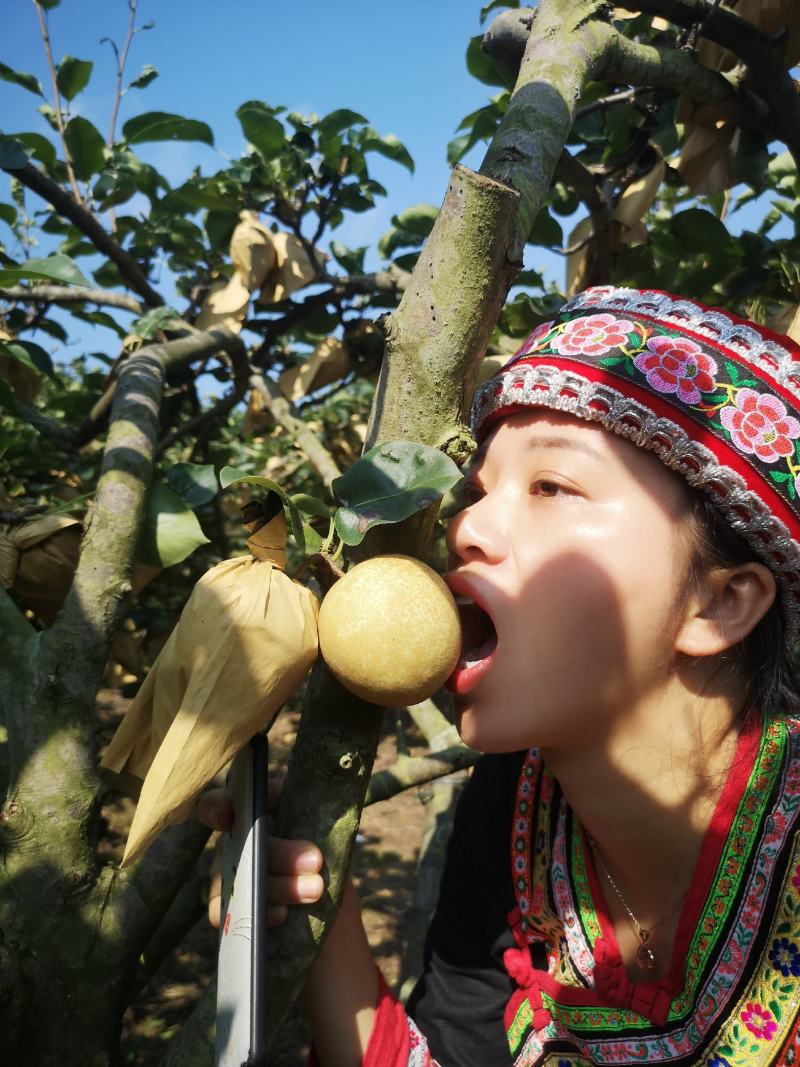 广西当季新鲜桂花梨套袋梨脆甜大果个大皮薄多汁好吃水分足