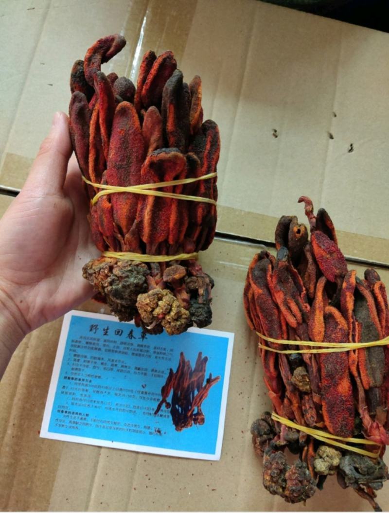 云南山野药材回春草500g