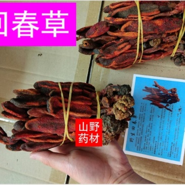 云南山野药材回春草500g