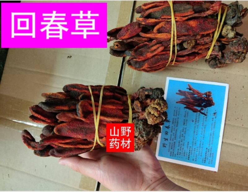 云南山野药材回春草500g