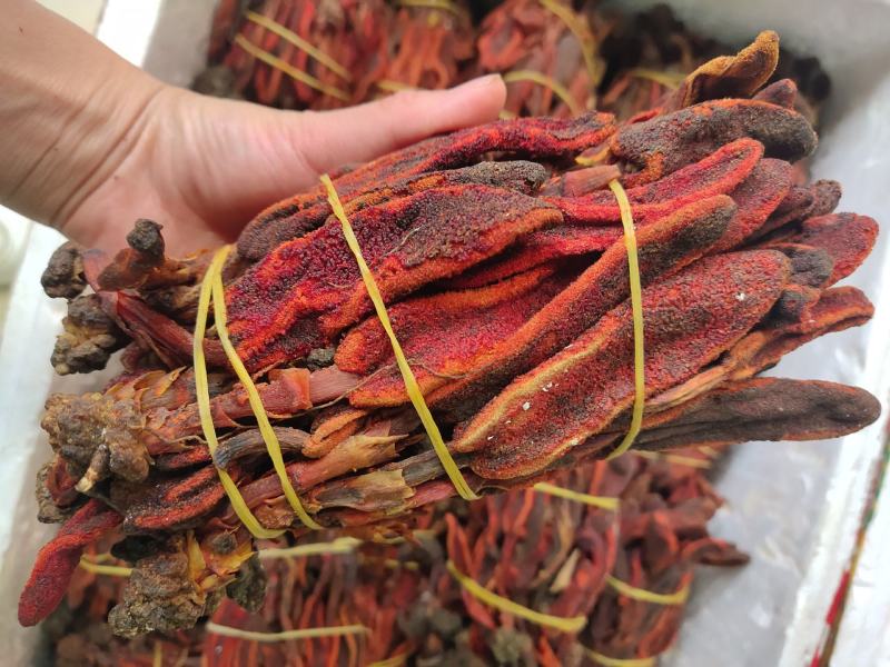 云南山野药材回春草500g
