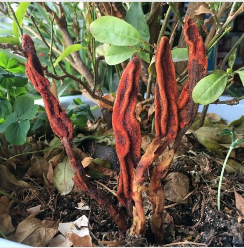 云南山野药材回春草500g