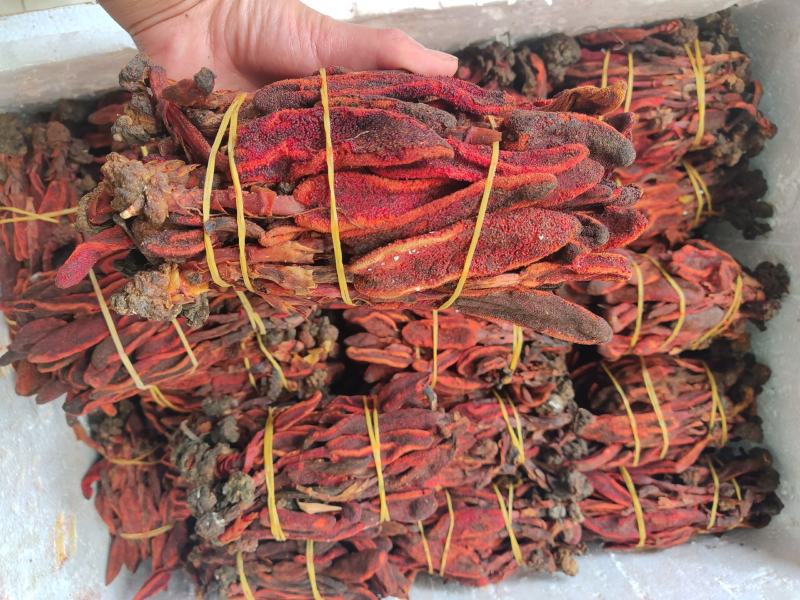 云南山野药材回春草500g