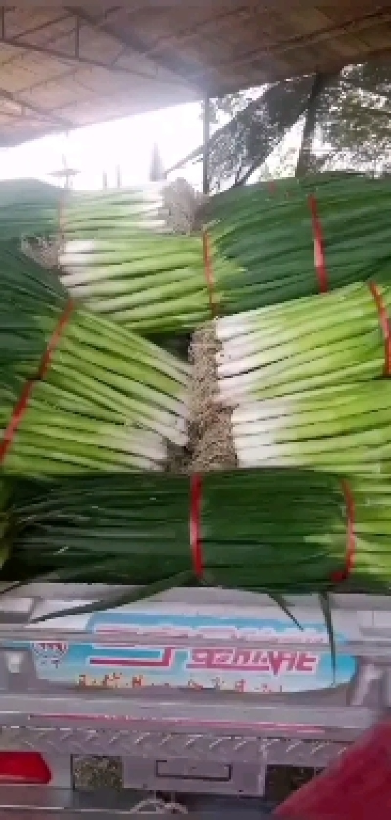 长白大葱，有打成捆的，有精加工的，需要的可以联系。
