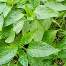 辣椒苗，现在有现货，苗子质量杠杠滴，无土育苗，好栽好管理