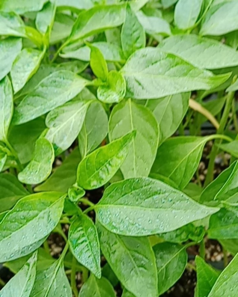 辣椒苗，现在有现货，苗子质量杠杠滴，无土育苗，好栽好管理