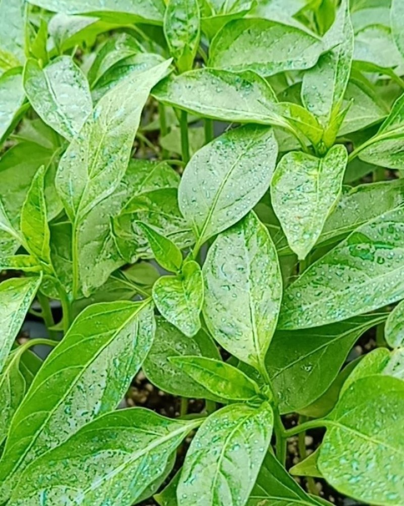 辣椒苗，现在有现货，苗子质量杠杠滴，无土育苗，好栽好管理