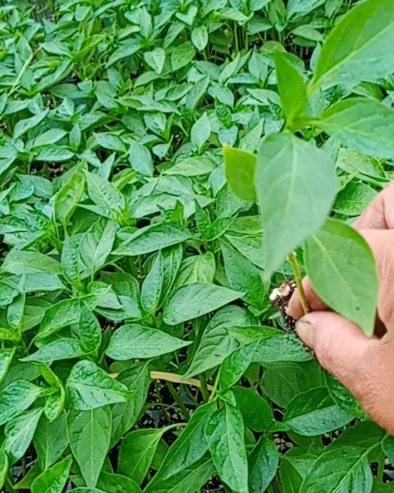 辣椒苗，现在有现货，苗子质量杠杠滴，无土育苗，好栽好管理