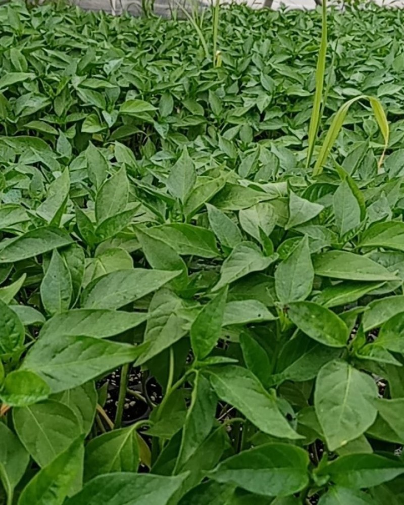 辣椒苗，现在有现货，苗子质量杠杠滴，无土育苗，好栽好管理