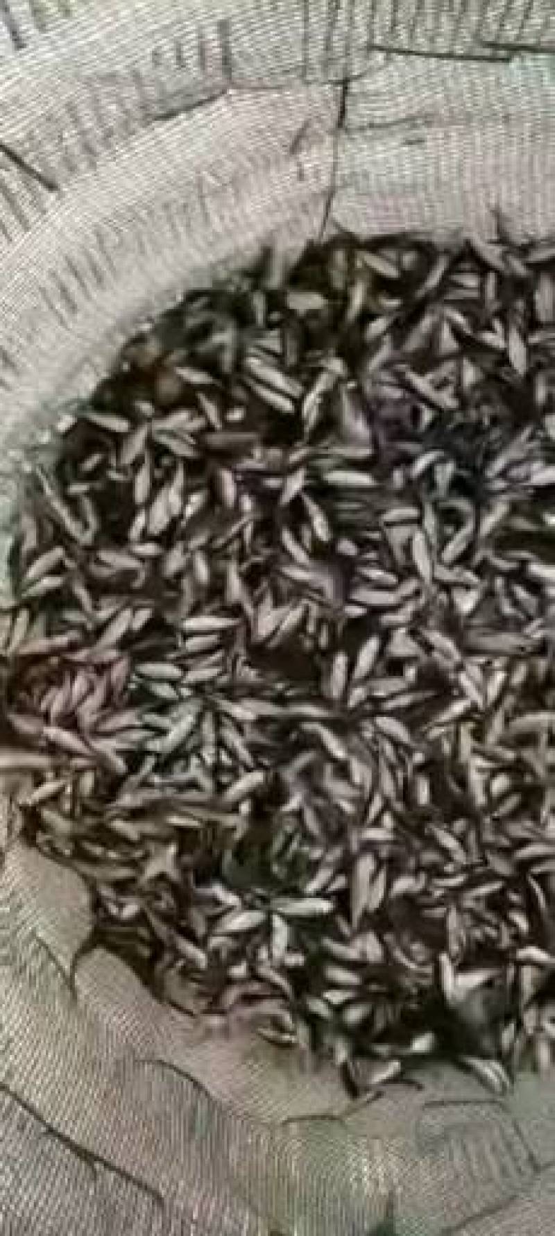 产地大量出售各种鱼苗