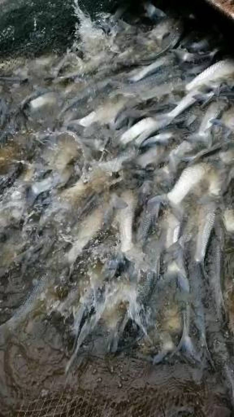 产地大量出售各种鱼苗