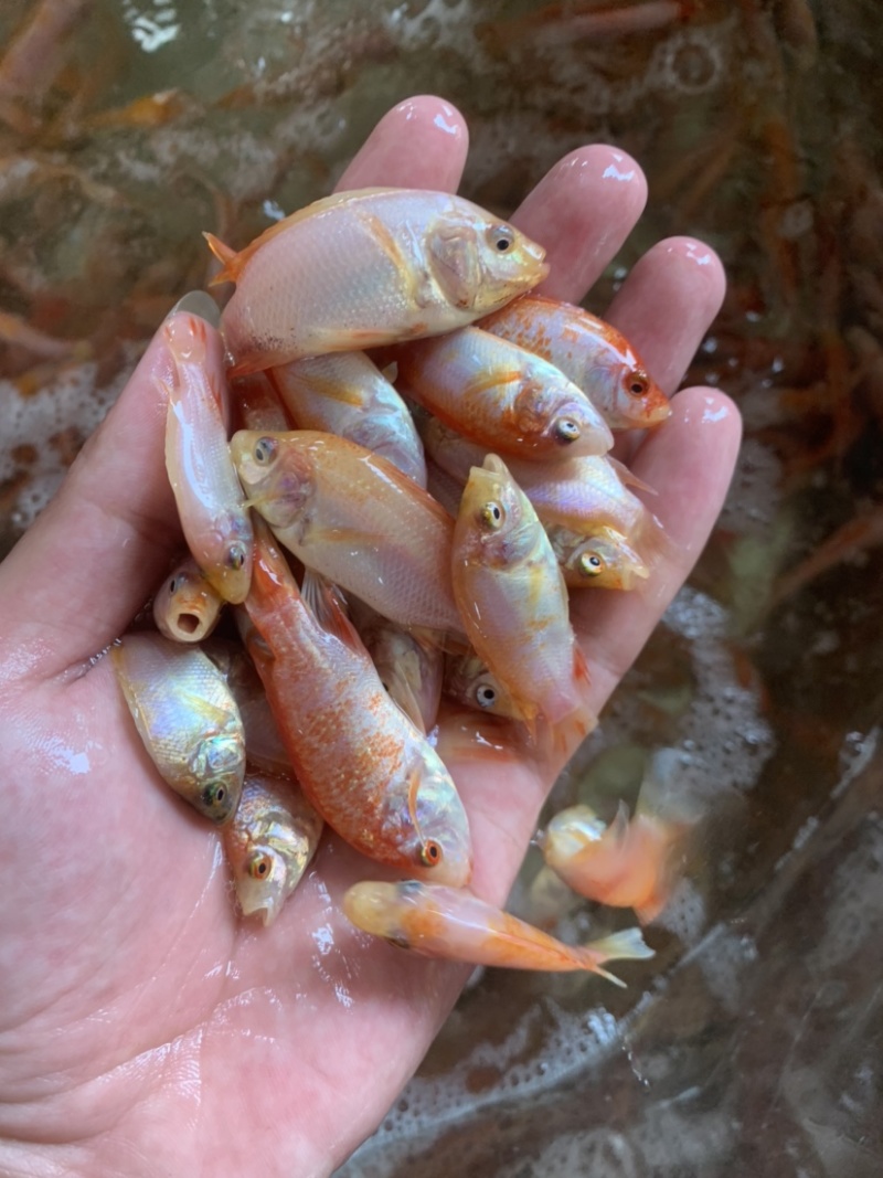 红罗非鱼苗，苗场供应规格齐全，养殖产量高。