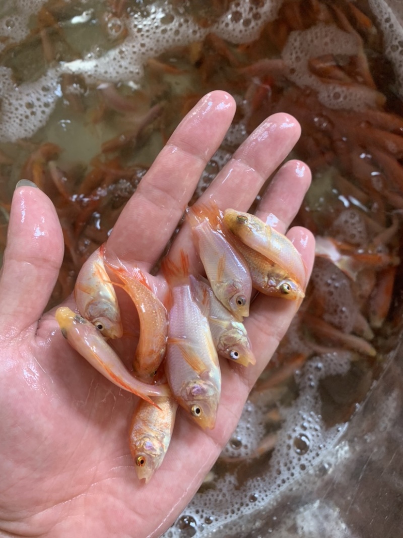 红罗非鱼苗，苗场供应规格齐全，养殖产量高。
