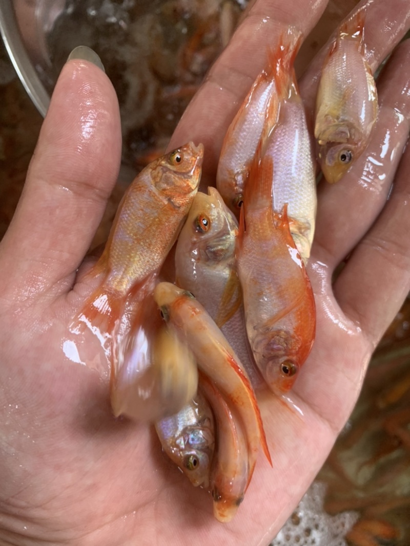 红罗非鱼苗，苗场供应规格齐全，养殖产量高。