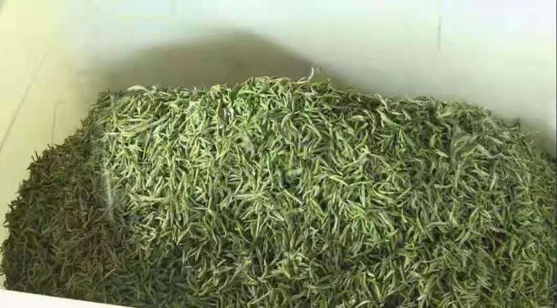 昭君白茶