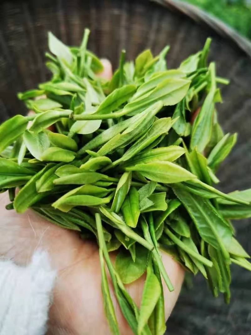 昭君白茶