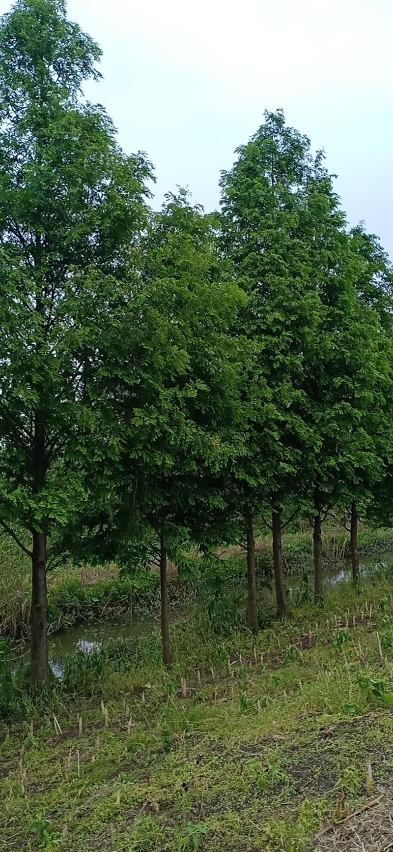 水杉16~18cm分枝点，质量保证，量大价格更优惠。