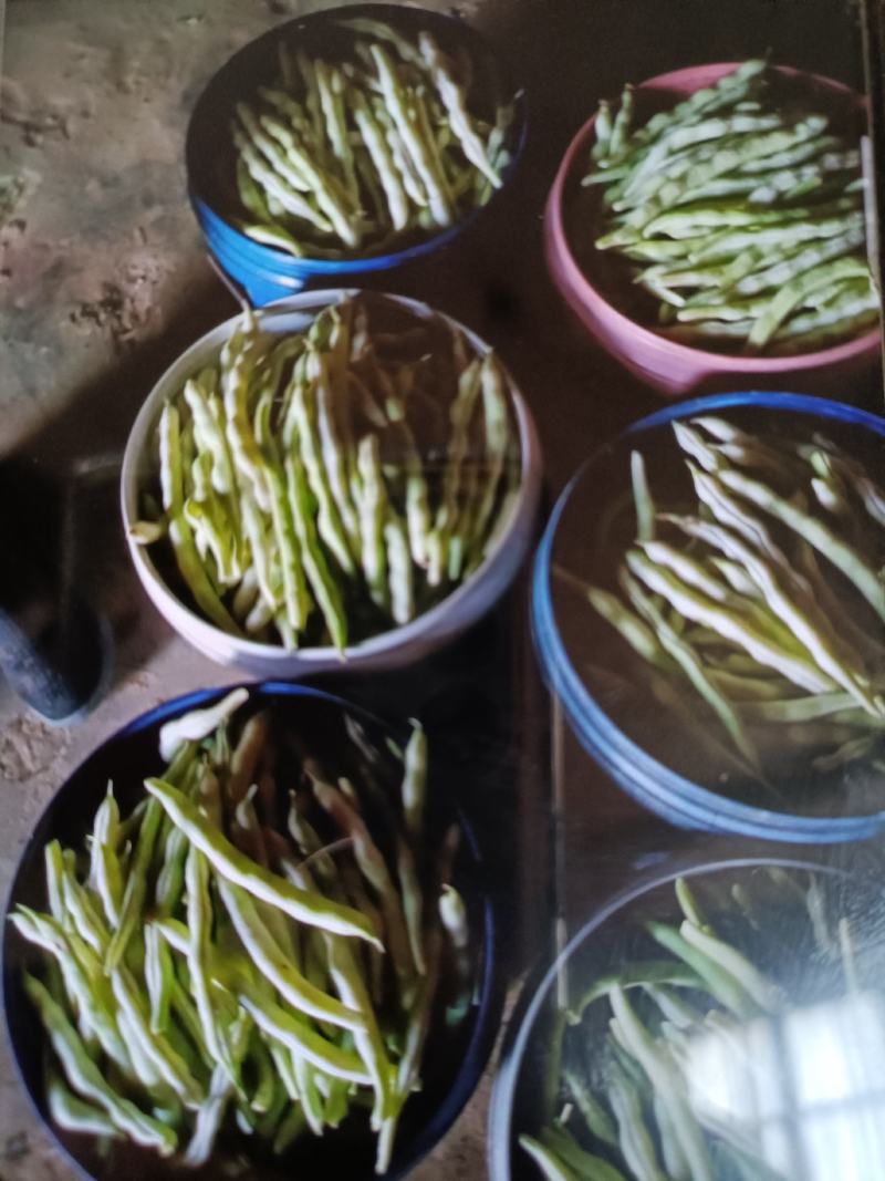 平度芸豆大量上市，欢迎前来收购。