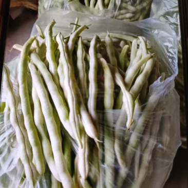 平度芸豆大量上市，欢迎前来收购。