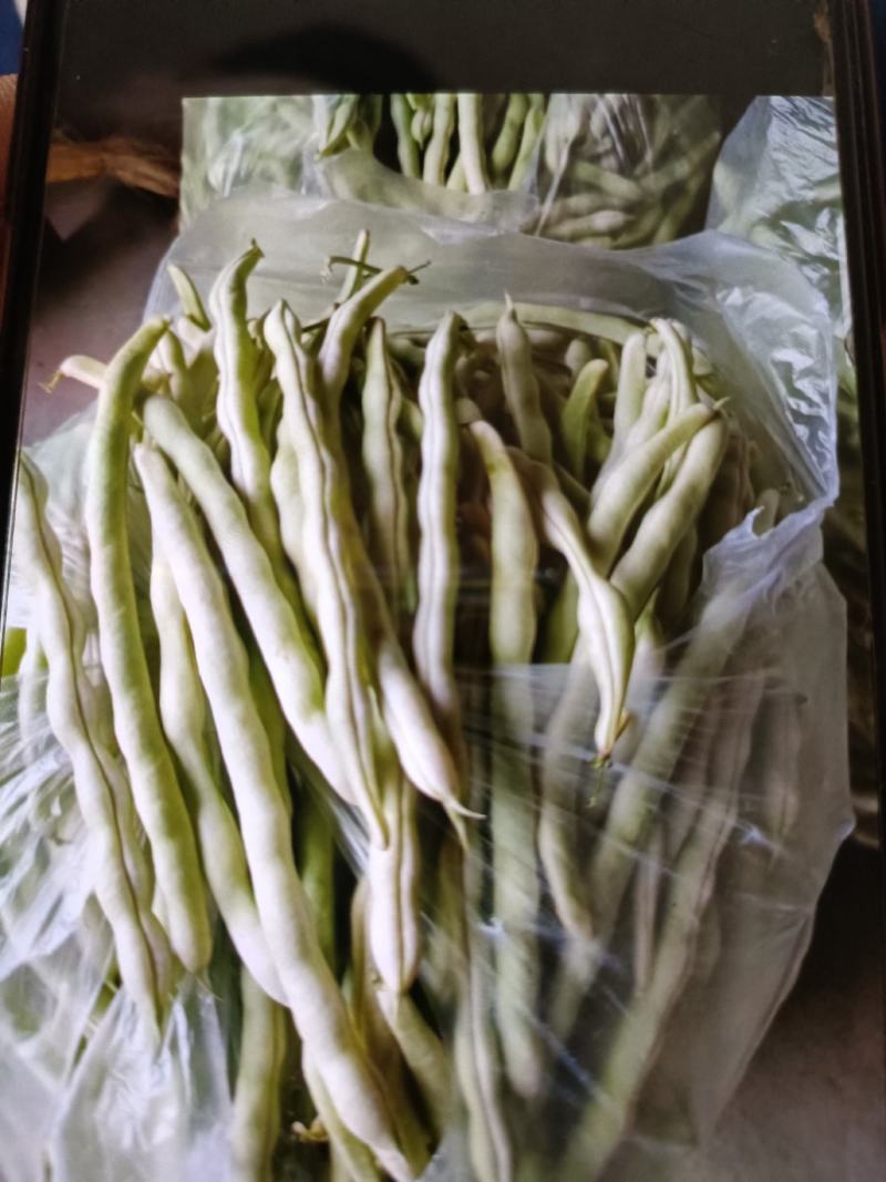 平度芸豆大量上市，欢迎前来收购。