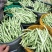 平度芸豆大量上市，欢迎前来收购。