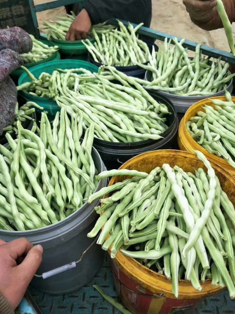 平度芸豆大量上市，欢迎前来收购。