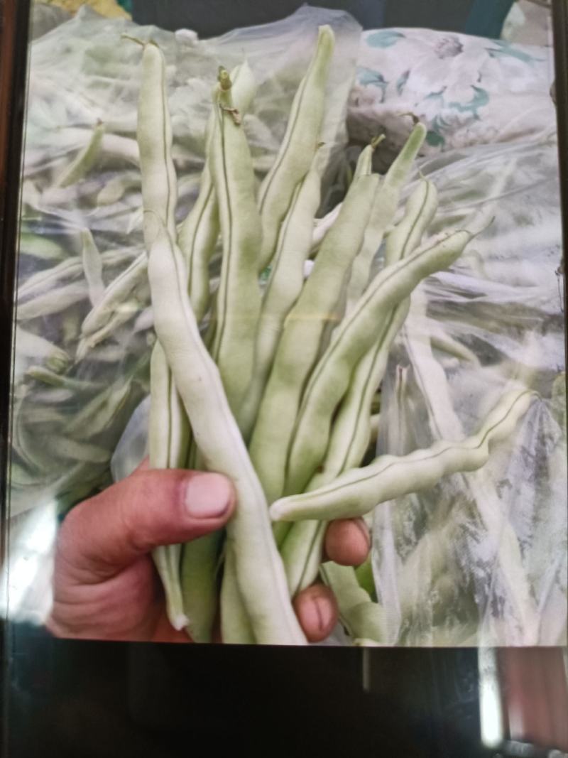 平度芸豆大量上市，欢迎前来收购。