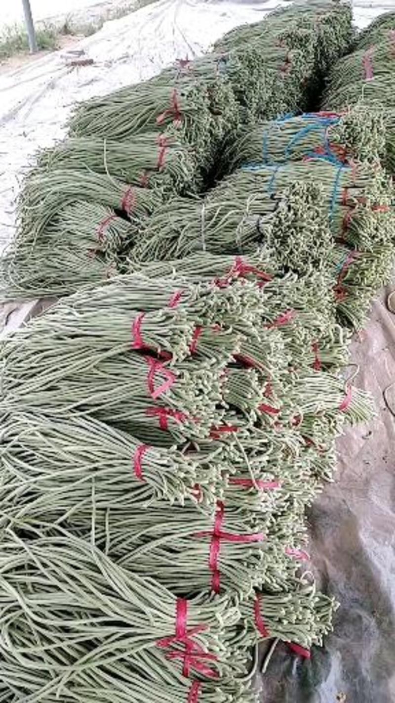 长豆角精品架豆王大量供应条直条顺色泽翠绿全国发货