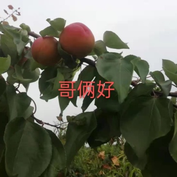 丰园红杏