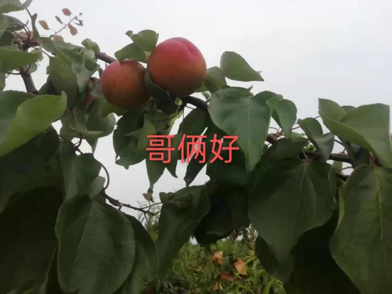 丰园红杏